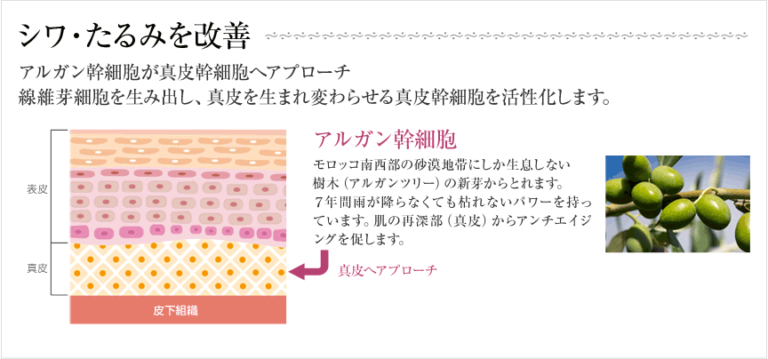 幹細胞が減少することで、肌の生まれ変わる能力が低下し、シミ・シワ・たるみ・肌荒れといった老化現象が現れます。